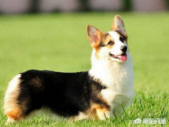 哥顿雪达犬小时候图片:为什么巴哥犬那么少人养？你知道其中的原因吗？