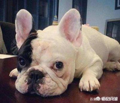 斗牛犬好养吗:养法斗是一种什么样的体验？