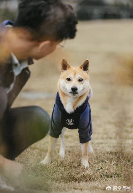 日本柴犬:柴犬和土狗的区别是什么？ 日本柴犬图片