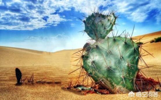 沙漠什么动物吃仙人掌:骆驼爱吃带刺的仙人掌，但是为何不得口腔溃疡呢？
