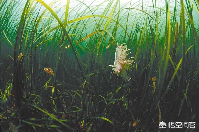 为什么海洋生物大多是食肉动物,很少见到海洋食草动物?