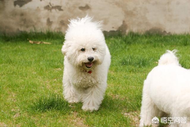 成年比熊犬好养吗:比熊犬有什么缺点，为什么有人说养得人更少了？