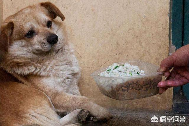 自制最便宜狗食配方:家里的狗狗太挑食，如何给狗狗做出合胃口的狗粮？