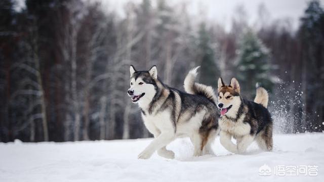 阿拉斯加克利凯犬性格:为什么养“阿拉斯加犬”的人越来越少？