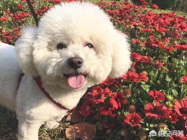 比熊犬怎么养:养比熊犬的必备小技能，有哪些？