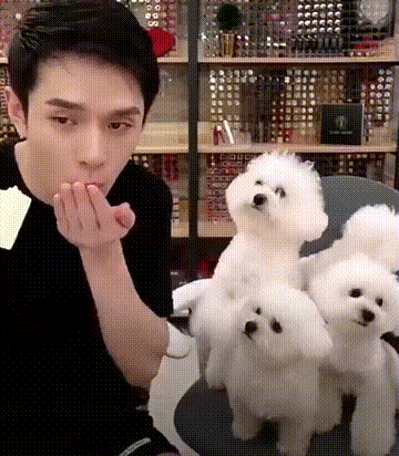 小比熊犬图片:养比熊犬的必备小技能，有哪些？