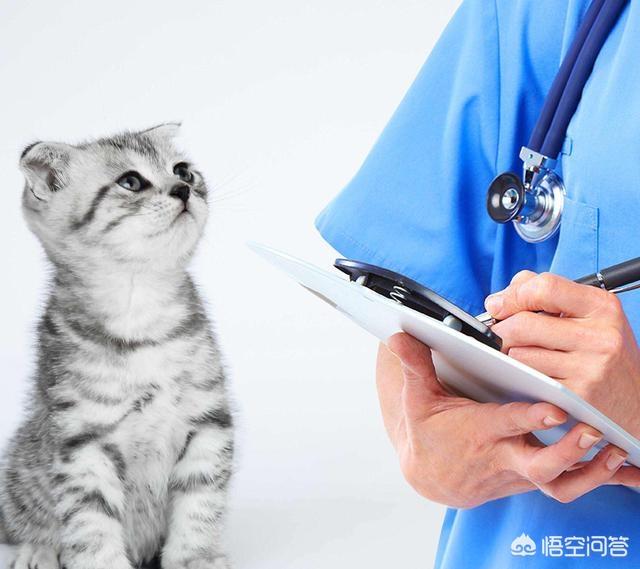 健康猫:健康猫最新消息2019 怎么通过猫咪的便便判断健康情况？