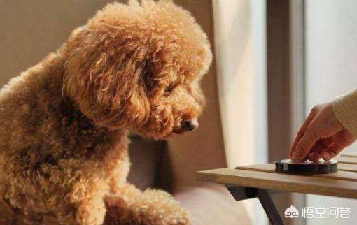 贵宾犬论坛:贵宾犬一生中会有什么心愿？
