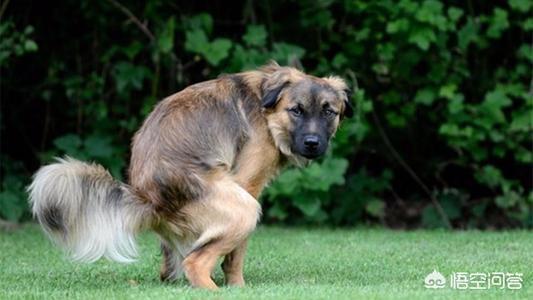 豆柴犬自己盖被子:狗狗如厕的姿势可以看出性格吗？如果有，是怎样反映的？