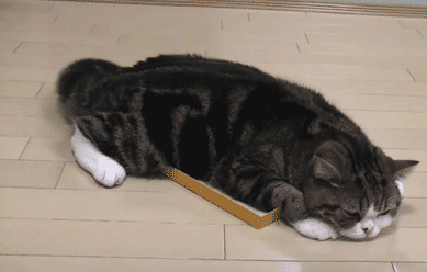 扯猫尾猜一生肖:为什么不可以扯猫的尾巴？
