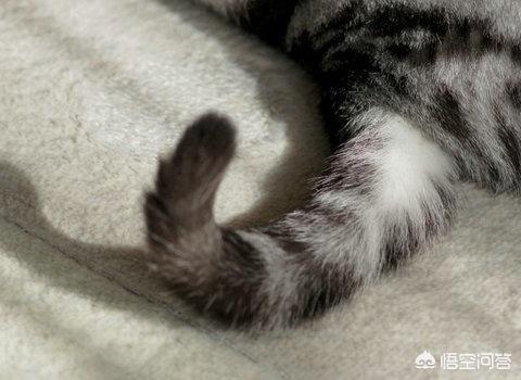 扯猫尾猜一生肖:为什么不可以扯猫的尾巴？