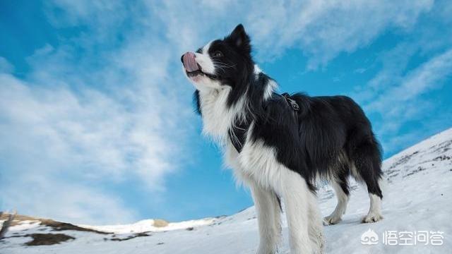 喜乐蒂牧羊犬价格:喜乐蒂和苏格兰牧羊犬有什么区别？