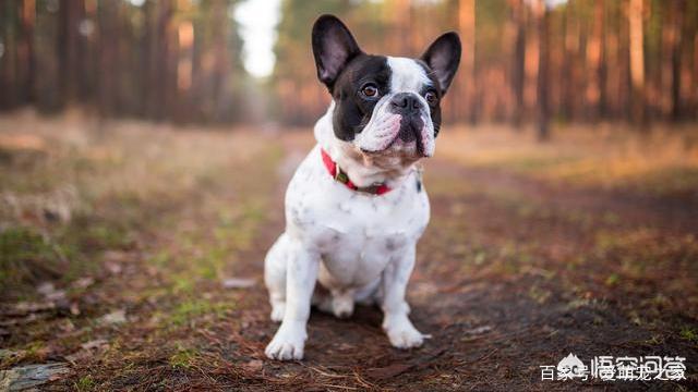 法牛犬:法斗犬除了喜欢会舔人，还有什么原因让它舔人吗？