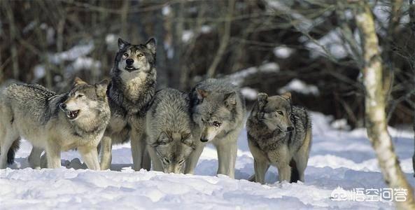 流浪藏獒与野生藏獒有啥不同，流浪藏獒结成的大獒群，实力远超过大型狼群吗