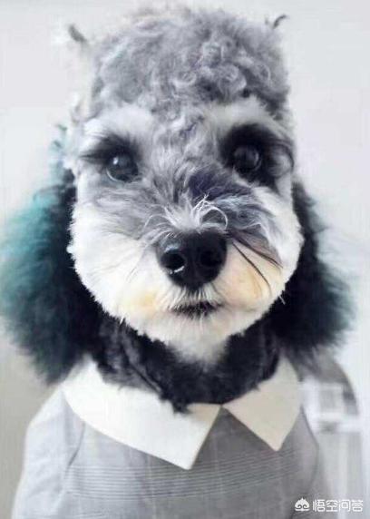 雪纳瑞狗粮最好知乎:你家雪纳瑞是什么样的造型？