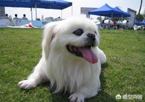 北京犬:养京巴犬或蝴蝶犬哪个好？