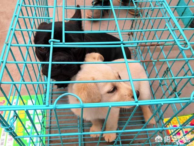 纯种拉布拉多犬:如何鉴别拉不拉多小犬是不是纯种？