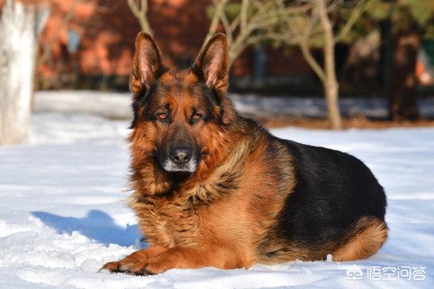 粗毛牧羊犬的缺点:养边境牧羊犬好吗？养它要承受什么样的事情？