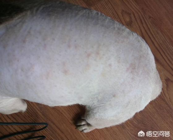 八哥狗图片:饲养巴哥犬，需要知道什么呢？