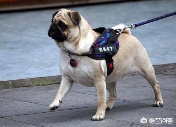 八哥狗图片:饲养巴哥犬，需要知道什么呢？