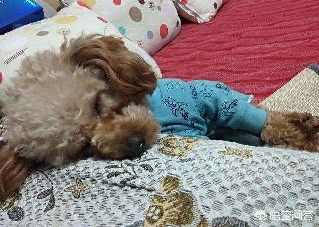 快乐到家贵宾狗图片:贵宾犬为什么偏偏有狗窝不睡，非得要睡床呢？