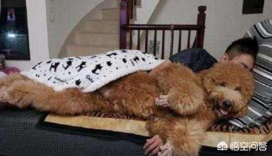 快乐到家贵宾狗图片:贵宾犬为什么偏偏有狗窝不睡，非得要睡床呢？