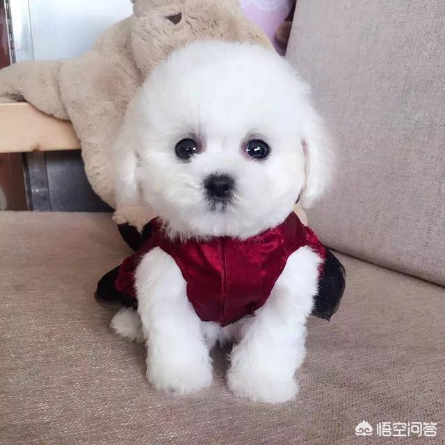 北京市广州禁养犬种:不在城市禁养范围内的狗狗，你家在其中吗？