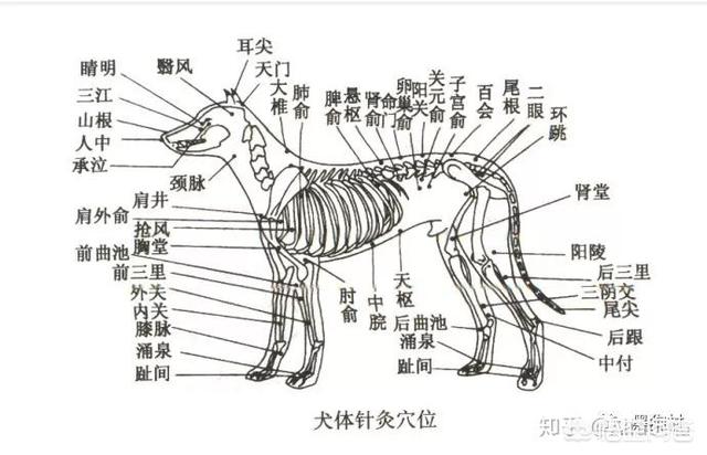 子宫狗茎灌进:狗狗子宫蓄脓无法站立怎样解决大便？