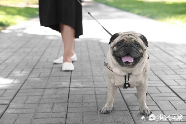 巴哥犬表情包帅气:为什么巴哥犬越来越多人喜欢？ 巴哥犬的表情包