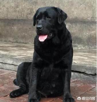 拉布拉多犬多钱怎么样:为什么买黑色拉布拉多犬要更多钱？