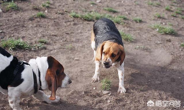 斗牛犬打架视频:哈士奇、金毛、拉布拉多打架哪个厉害？