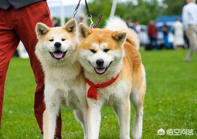 日本秋田犬图片:日本狗秋田犬和柴犬图片 为什么喜欢秋田犬的多，养的人却少？