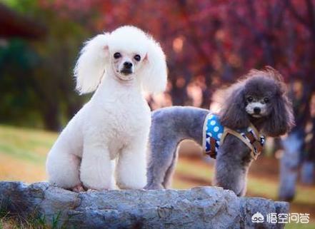 贵宾犬的价格差别为何这么大:为什么有的人不愿意养贵宾犬？
