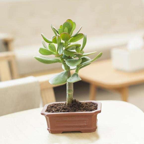 介壳虫图片:危害桃的介壳虫有哪几种？如何防治？