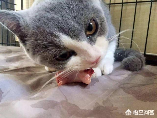养猫指南百度文库:首次养猫，买了只两个月大的英短，有哪些知识您可以分享给我的？