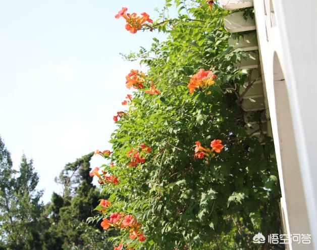 凌霄创业,北京地区可以种“凌霄花”吗？