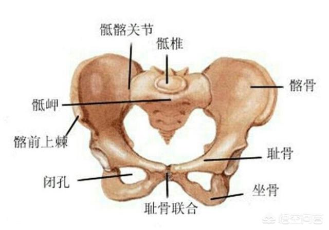耻骨图片耻骨位置图孕妇