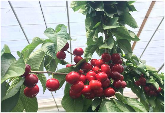 秋田蕗南方能种吗:车厘子适合在南方种植吗？怎么种植好？