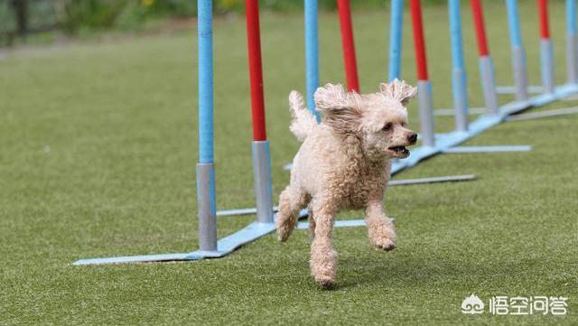 贵宾犬怎么养怎么训练:训练贵宾犬时，哪些禁忌一定不能犯？