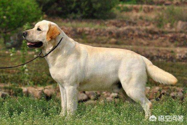 虎皮法斗犬多少钱一只:养哪些品种的狗狗是花钱比较多的？