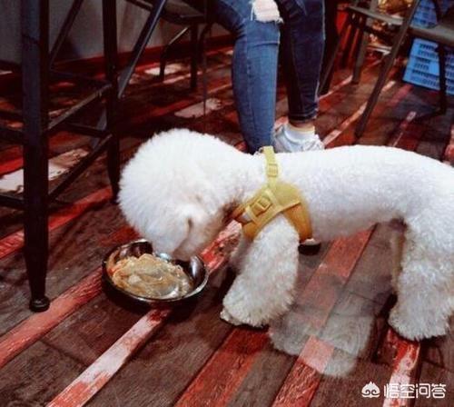 比熊狗狗拉肚子呕吐:狗狗吐黄色泡沫，又拉肚子是不是病了？