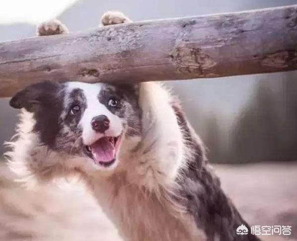 浙江cku注册杜宾犬舍:养罗威纳好还是卡斯罗或者杜宾好，这三只狗哪只最危险？