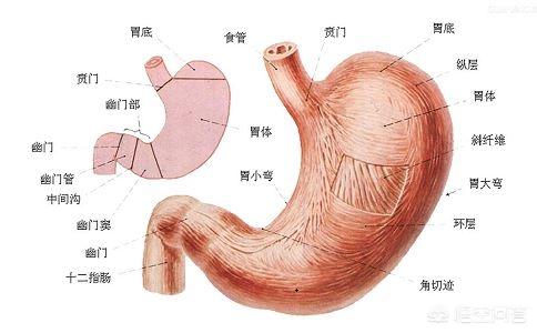 十二指肠球位置清晰图图片