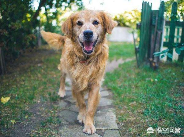 杜高犬价格:有什么常见的宠物犬的价格是比较昂贵的吗？