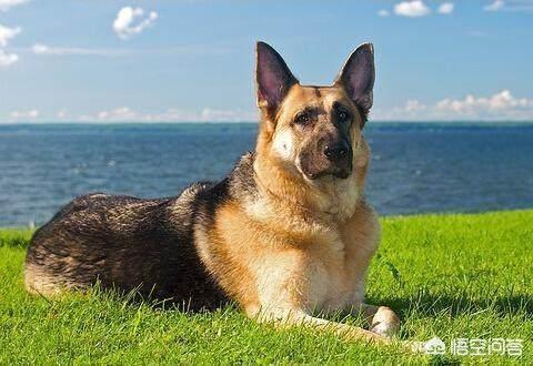 猫论坛德国牧羊犬视频:如何判断德国牧羊犬是否是纯种？