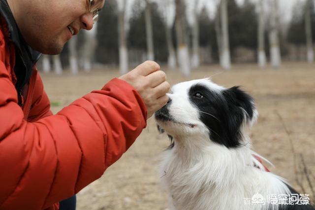 边境牧羊犬怎么训练，边牧幼犬怎么训练定点大小便