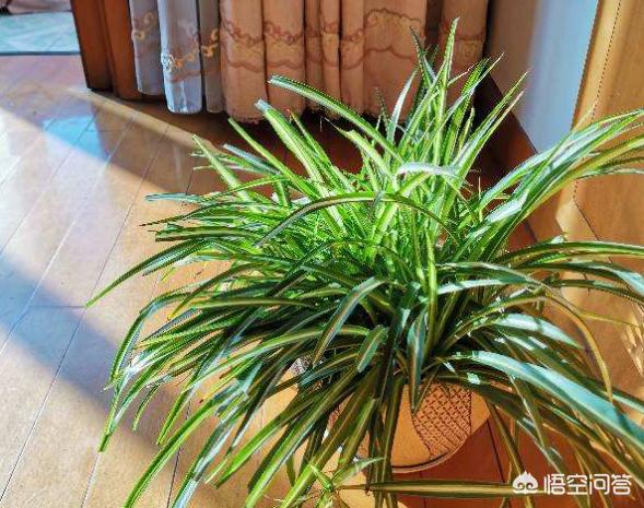 观叶植物的栽培与装饰:家里的绿植怎样能长的更好？