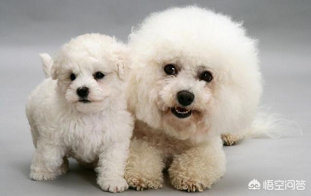 卷毛比雄犬和泰迪区别:泰迪犬和比熊犬相比，为什么泰迪犬更值得养？