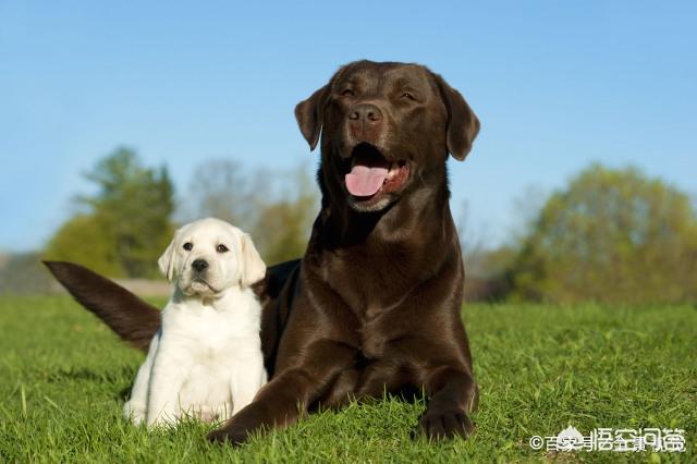 拉布拉多图片 警犬:警犬拉布拉多樱桃图片 拉布拉多犬有多少种毛色？你最喜欢哪种？