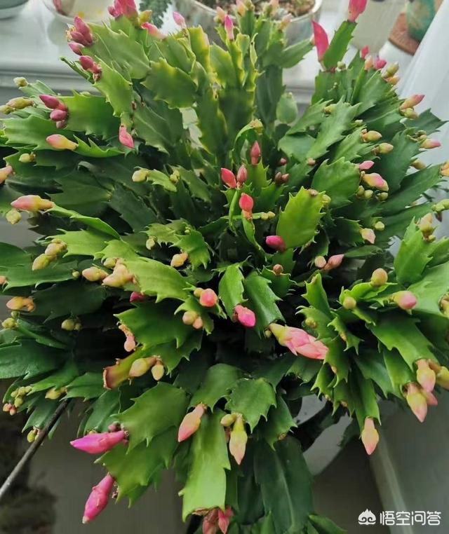 家里的绿植有小飞虫,怎么防治？